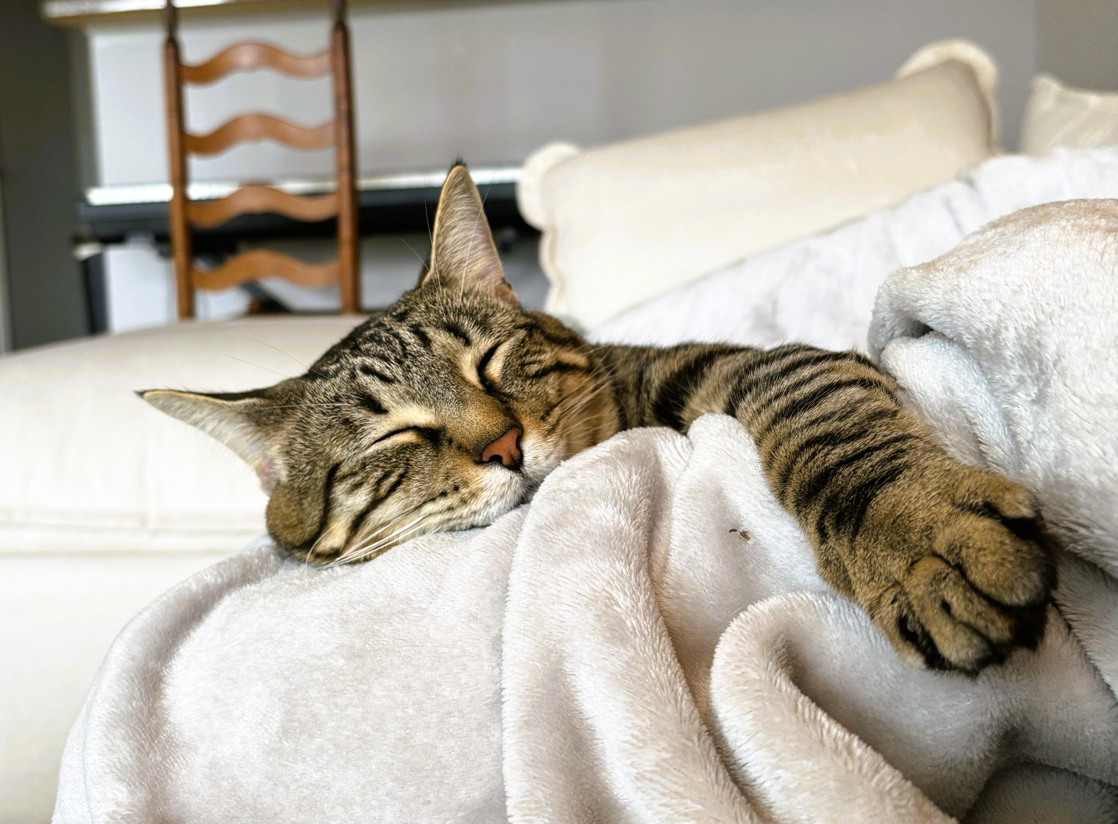 Enlarge Ginger and Biscuit, a Adopted British Shorthair in Nolensville, TN image 3/5