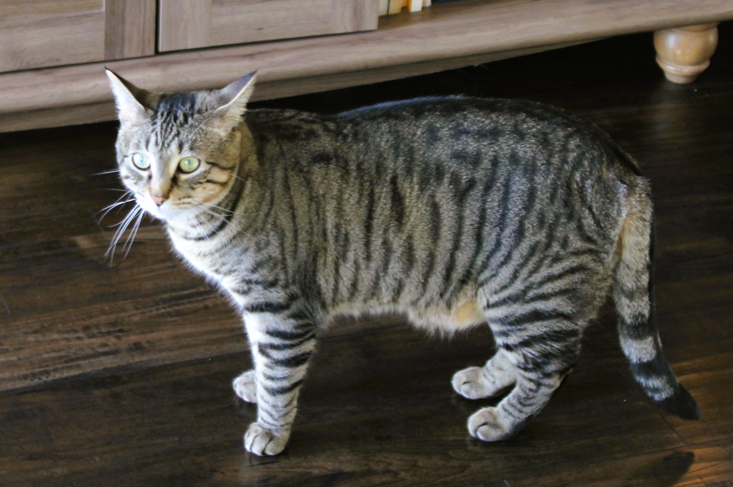 Enlarge Ginger and Biscuit, a Adopted British Shorthair in Nolensville, TN image 4/5