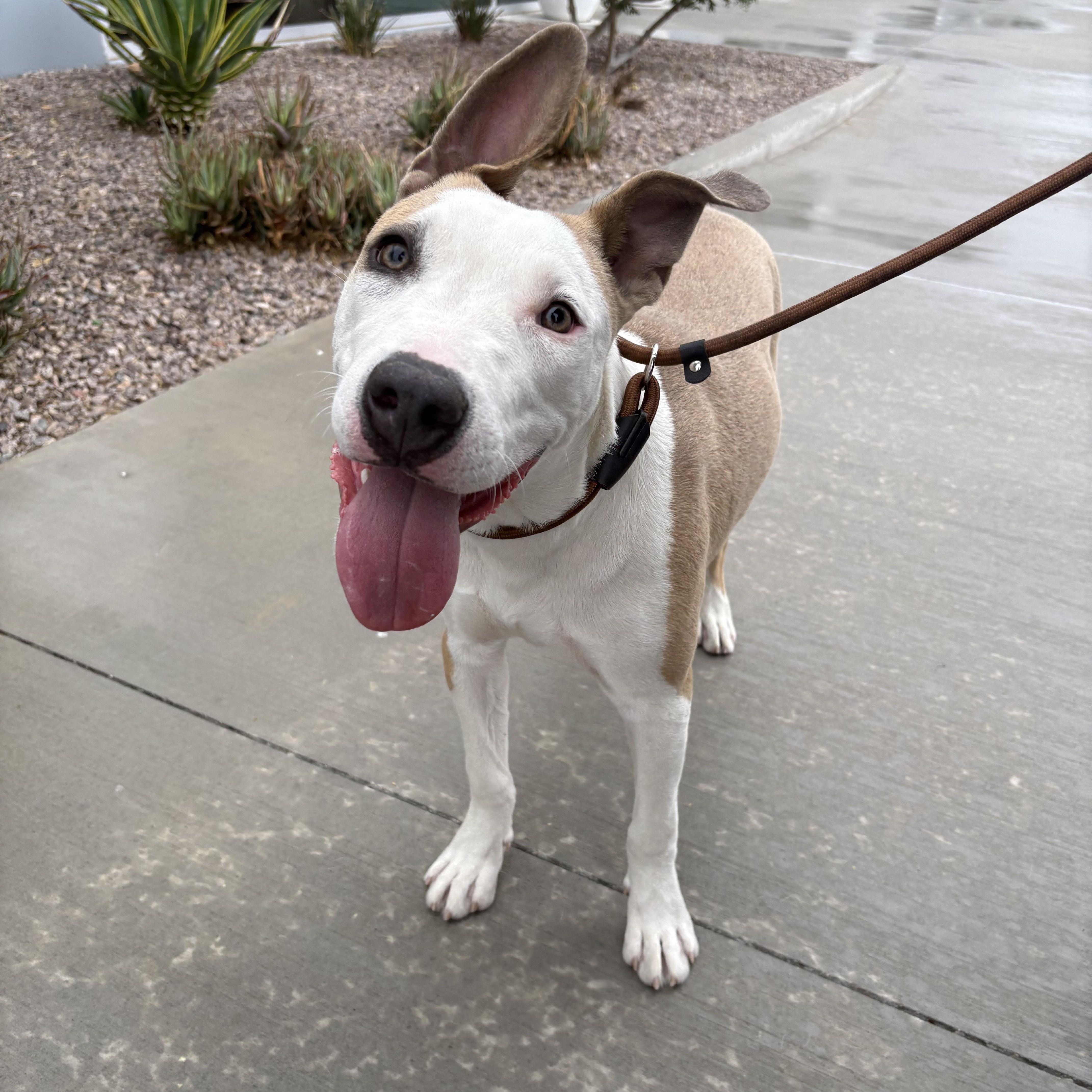 Melon, a Adoptable mixed breed in Henderson, NV image 2/4