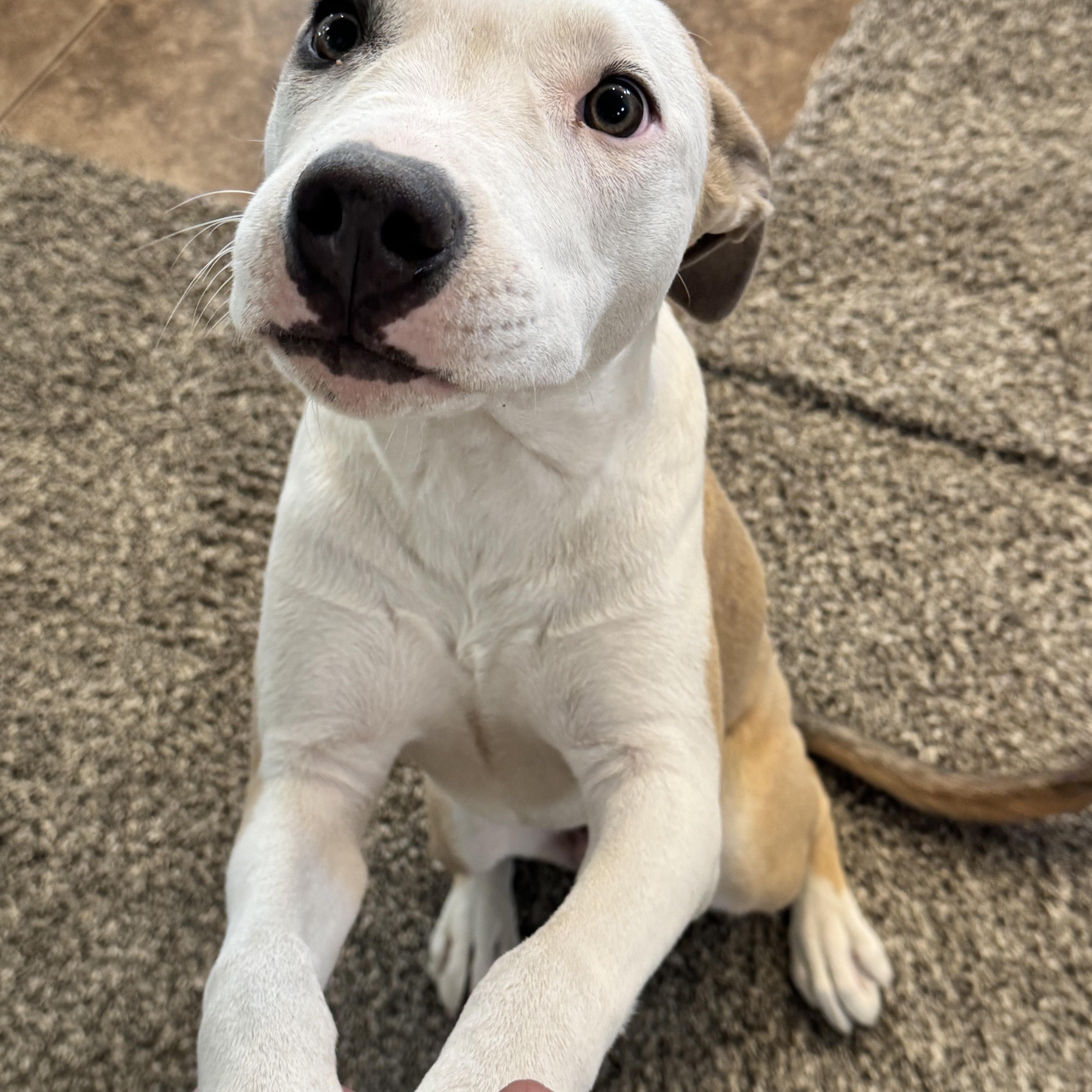 Melon, a Adoptable mixed breed in Henderson, NV image 3/4