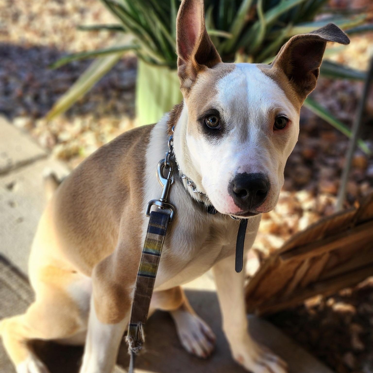 Enlarge Melon, an adopted mixed breed in Henderson, NV image 1/5