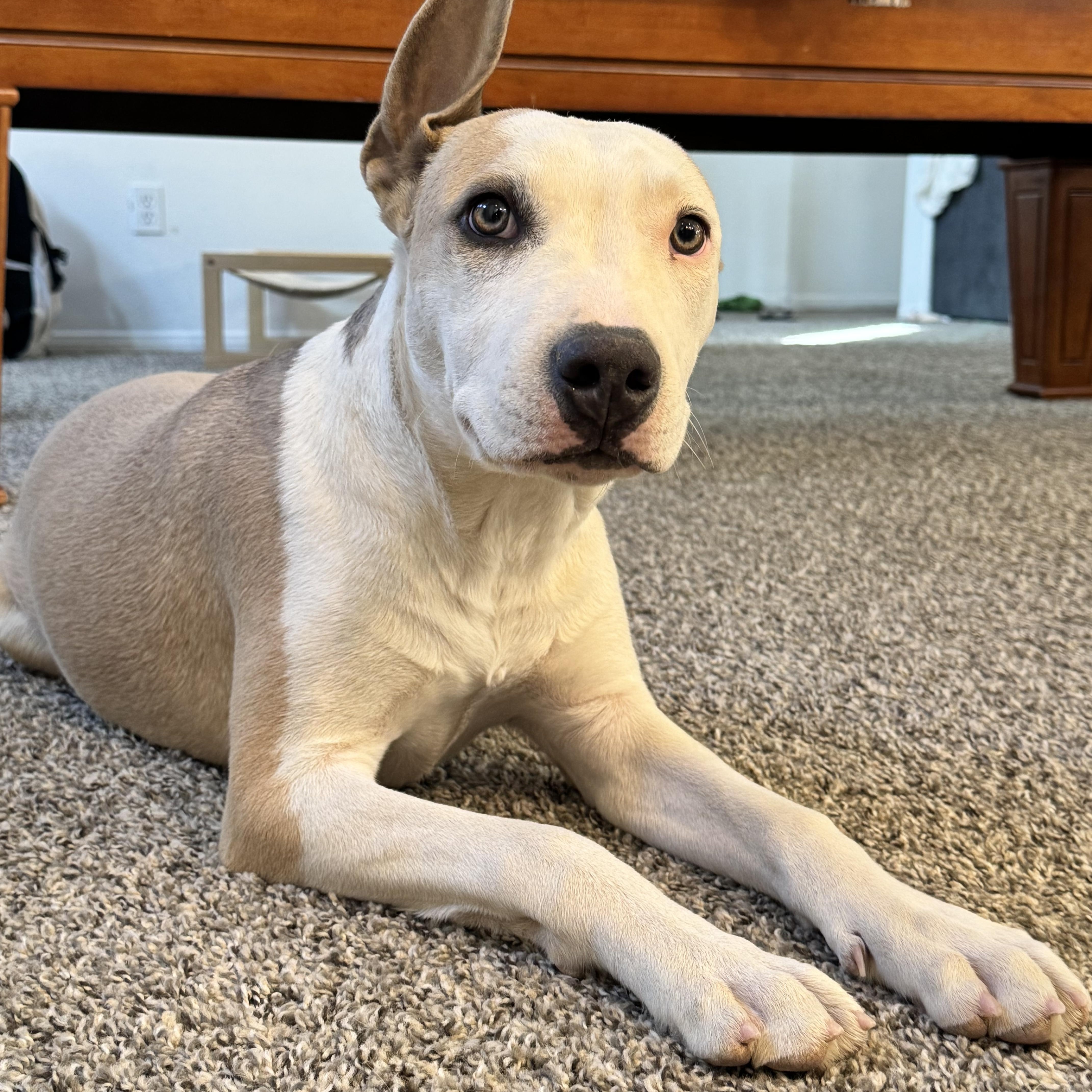 Melon, Adoptable, Young Male Pit Bull Terrier.