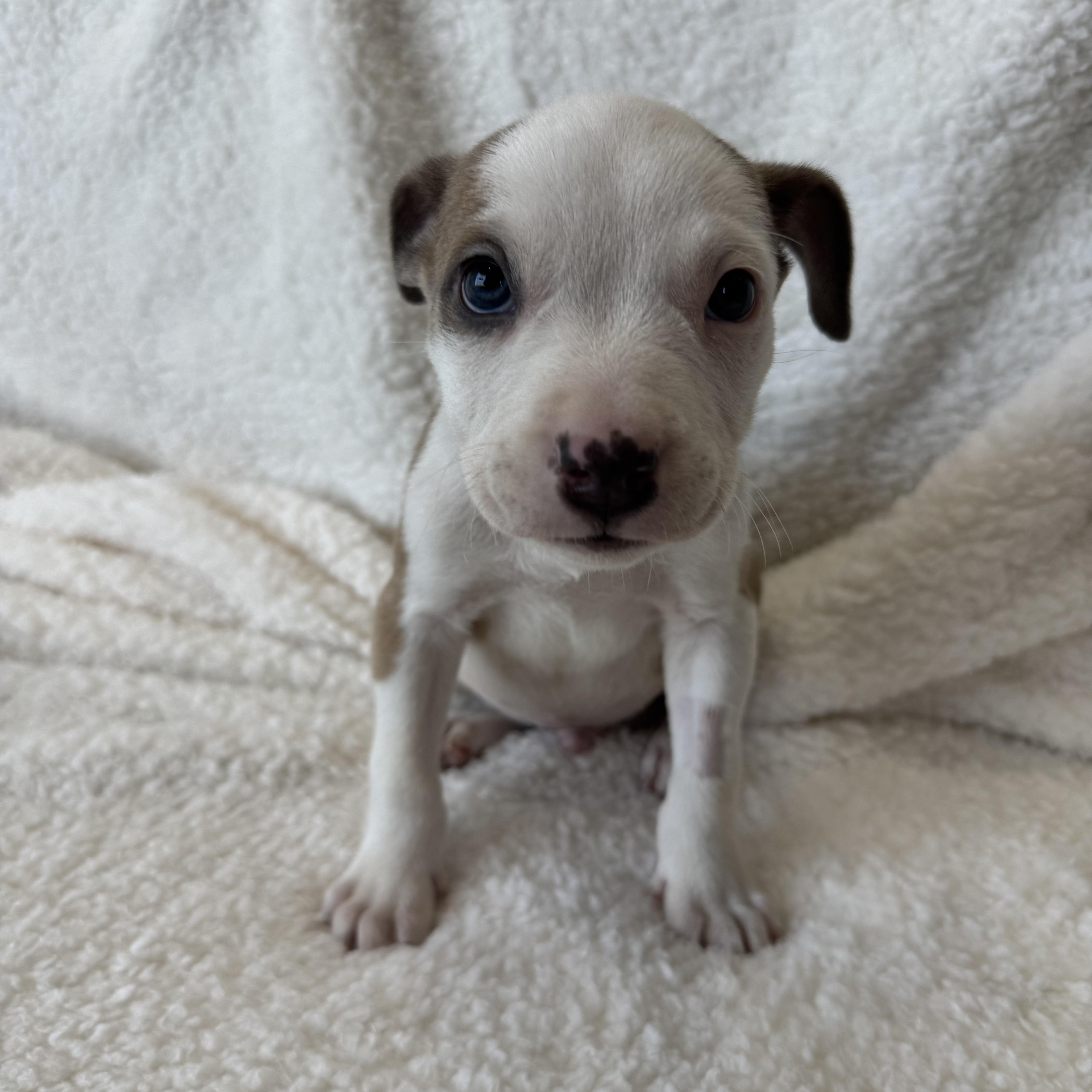 Melon, a Adoptable mixed breed in Henderson, NV image 4/4