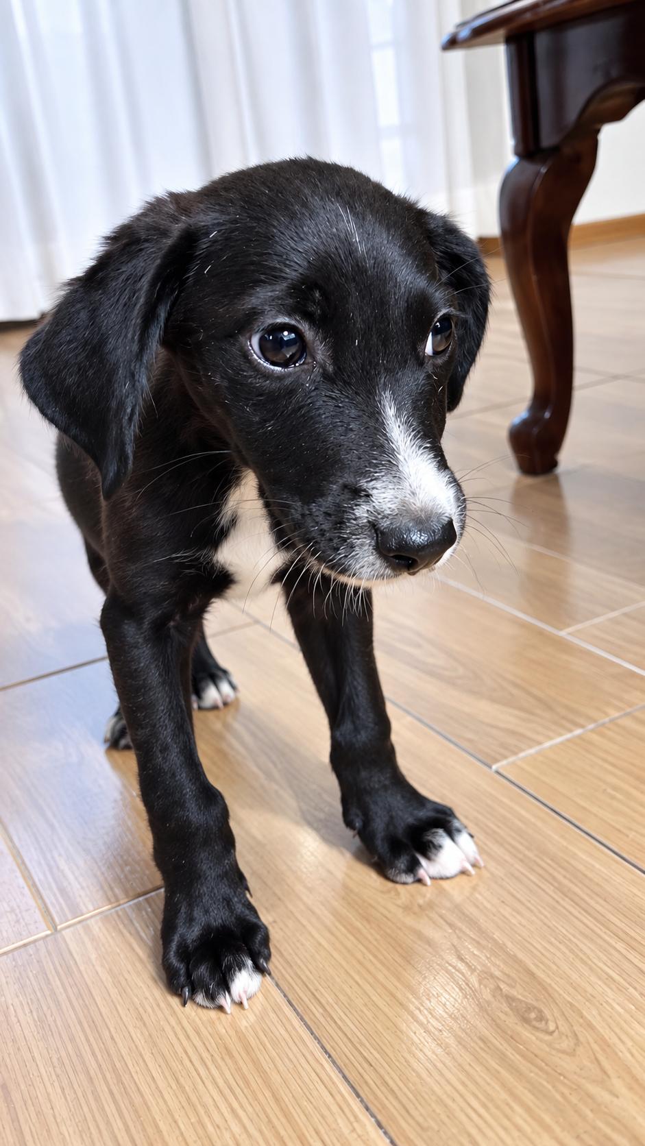 Enlarge PAUL, a Adoptable Black Labrador Retriever in Scarsdale, NY image 4/5