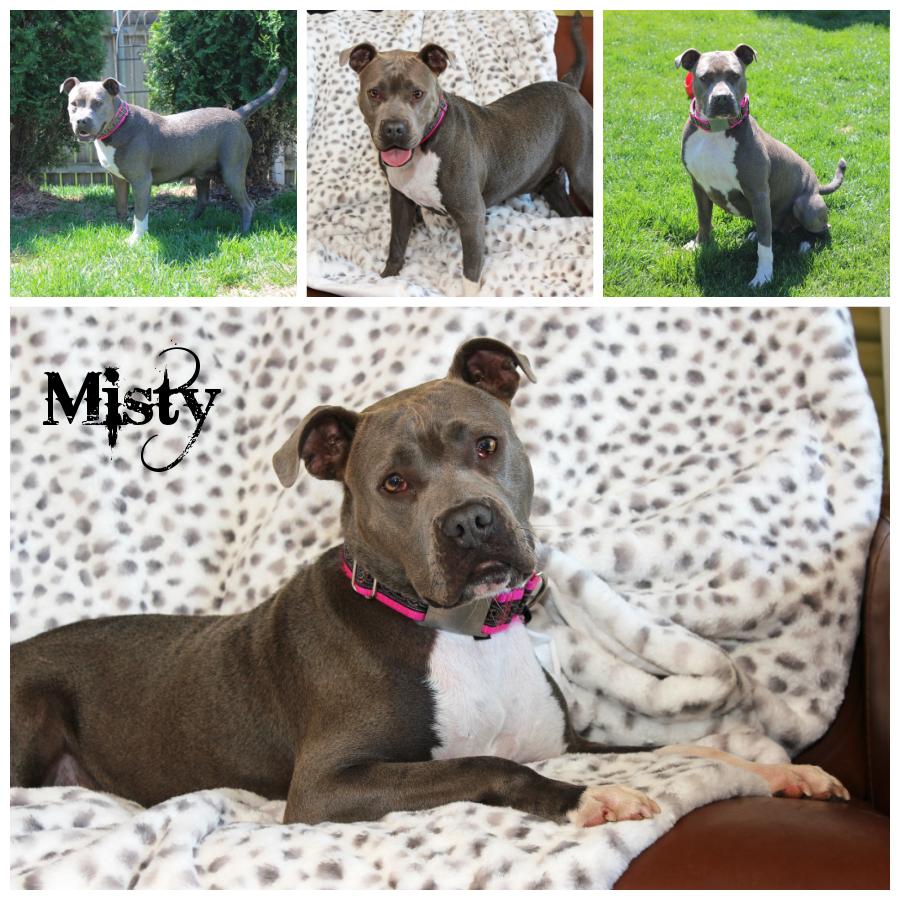 Misty, Young Female Terrier