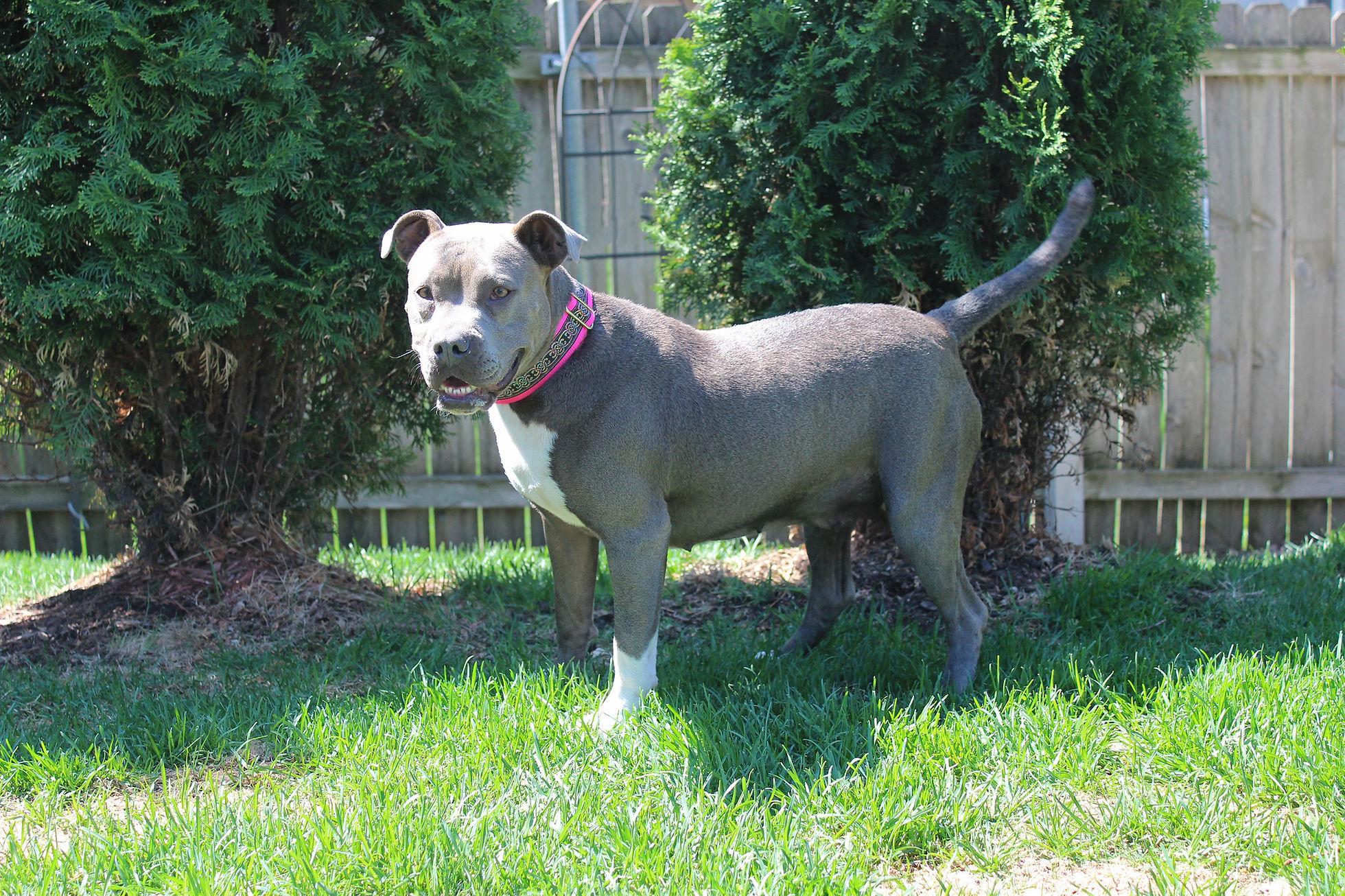 Misty, an adoptable Terrier in Sioux Falls, SD, 57101 | Photo Image 3