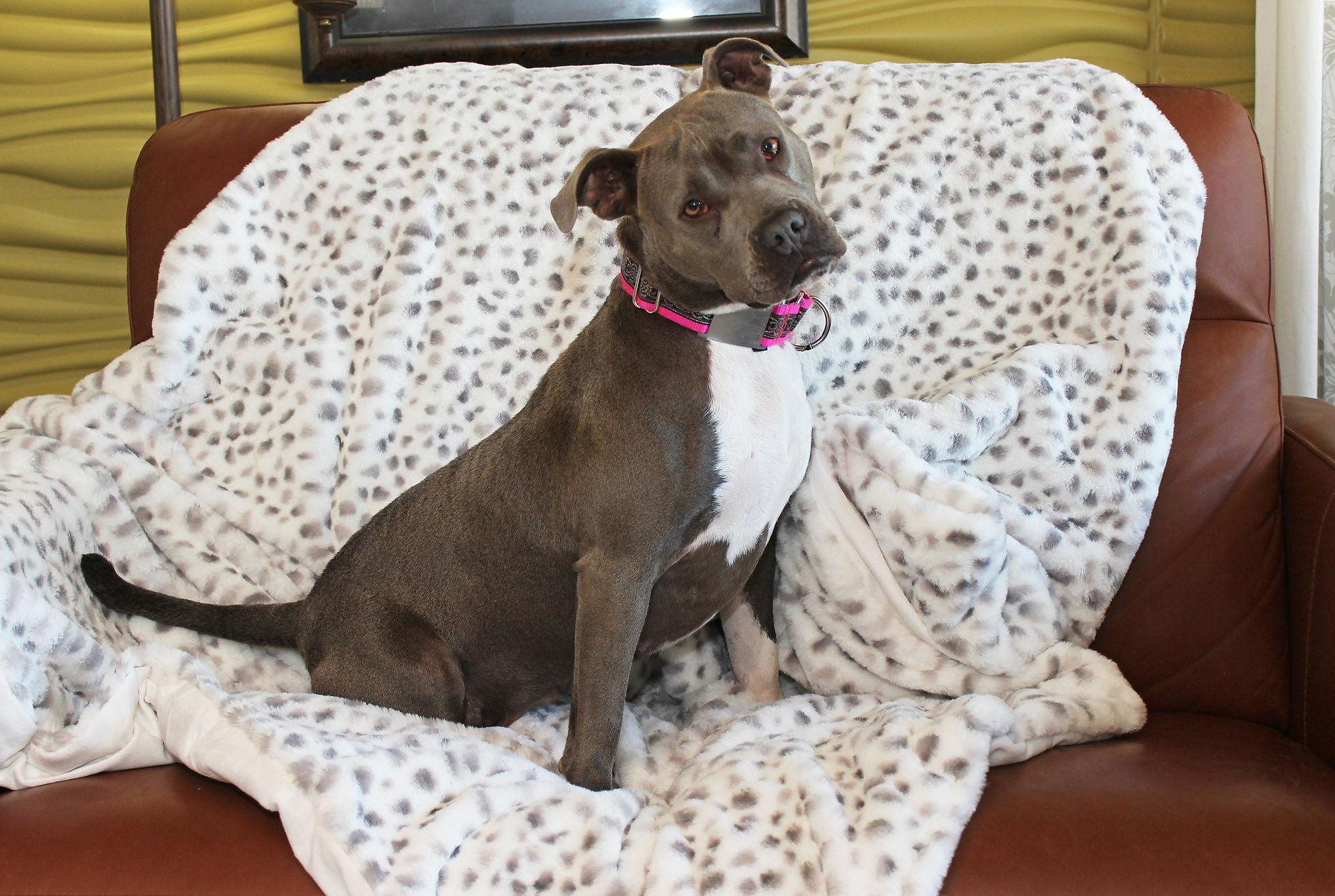 Misty, an adoptable Terrier in Sioux Falls, SD, 57101 | Photo Image 4