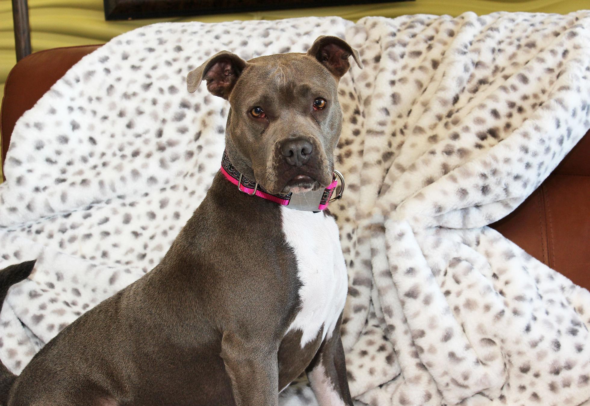 Misty, an adoptable Terrier in Sioux Falls, SD, 57101 | Photo Image 5