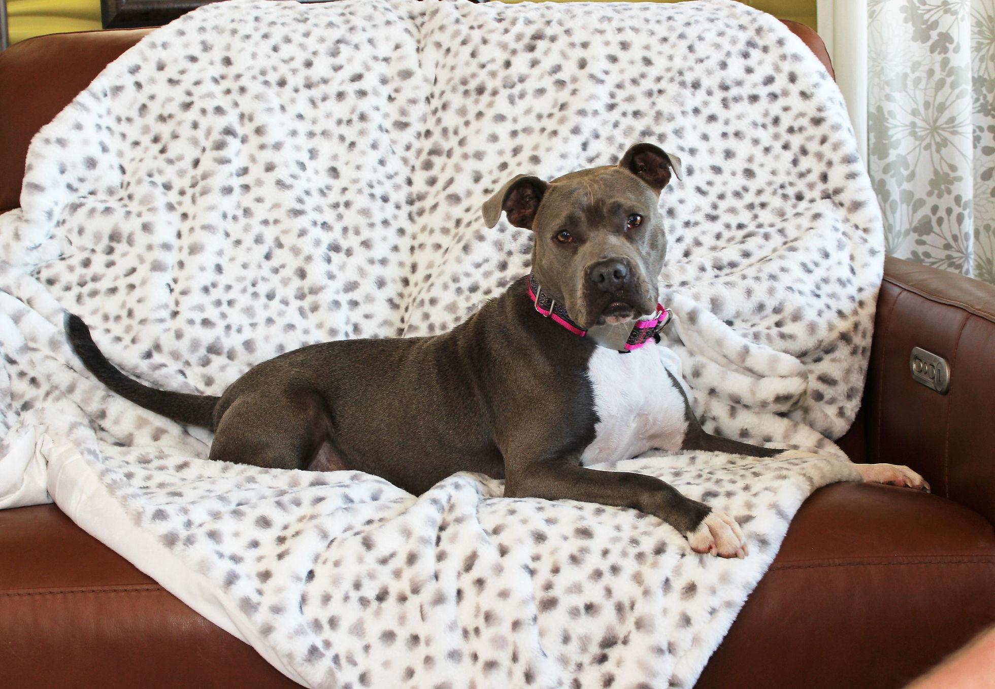 Misty, an adoptable Terrier in Sioux Falls, SD, 57101 | Photo Image 6