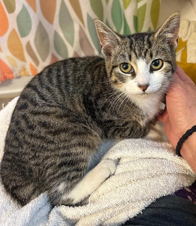 Dale, Adoptable, Young Female Domestic Short Hair.