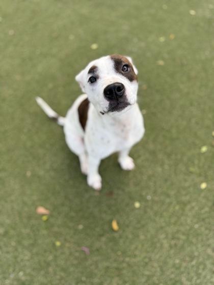 Enlarge Whimze, a Adoptable mixed breed in Picayune, MS image 1/3