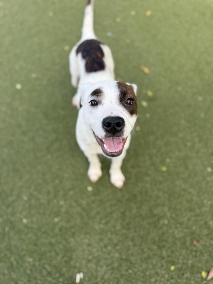 Enlarge Whimze, a Adoptable mixed breed in Picayune, MS image 2/3