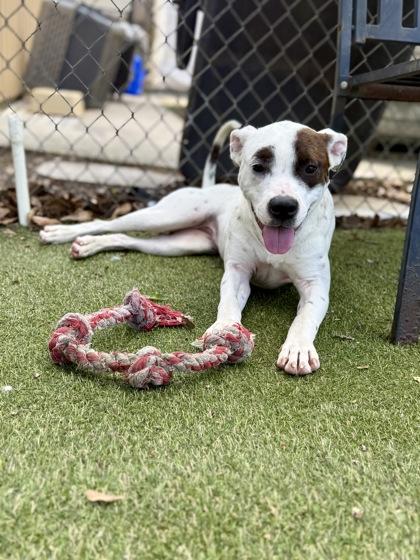 Enlarge Whimze, a Adoptable mixed breed in Picayune, MS image 3/3