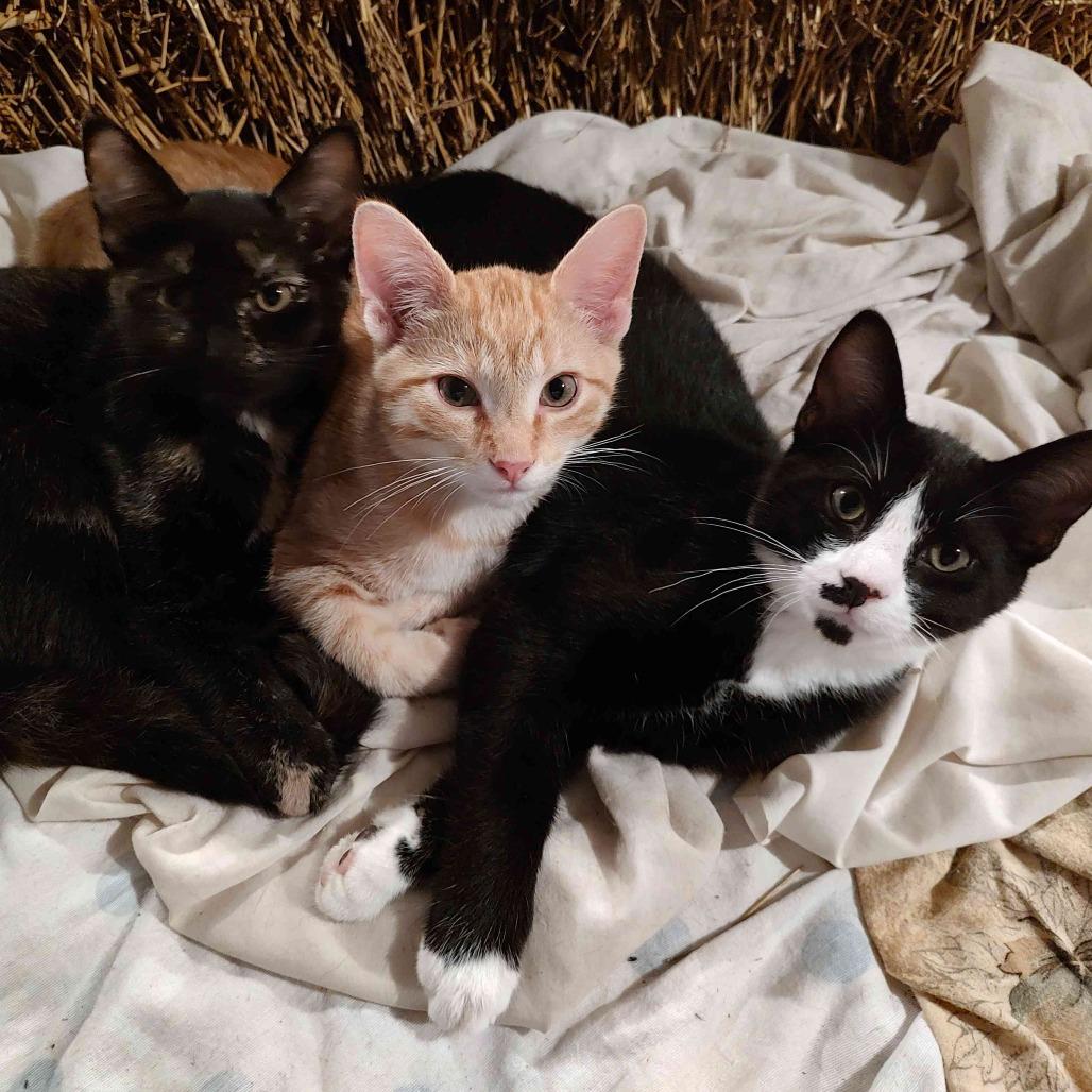 Velcro, Adoptable, Young Male Domestic Short Hair.