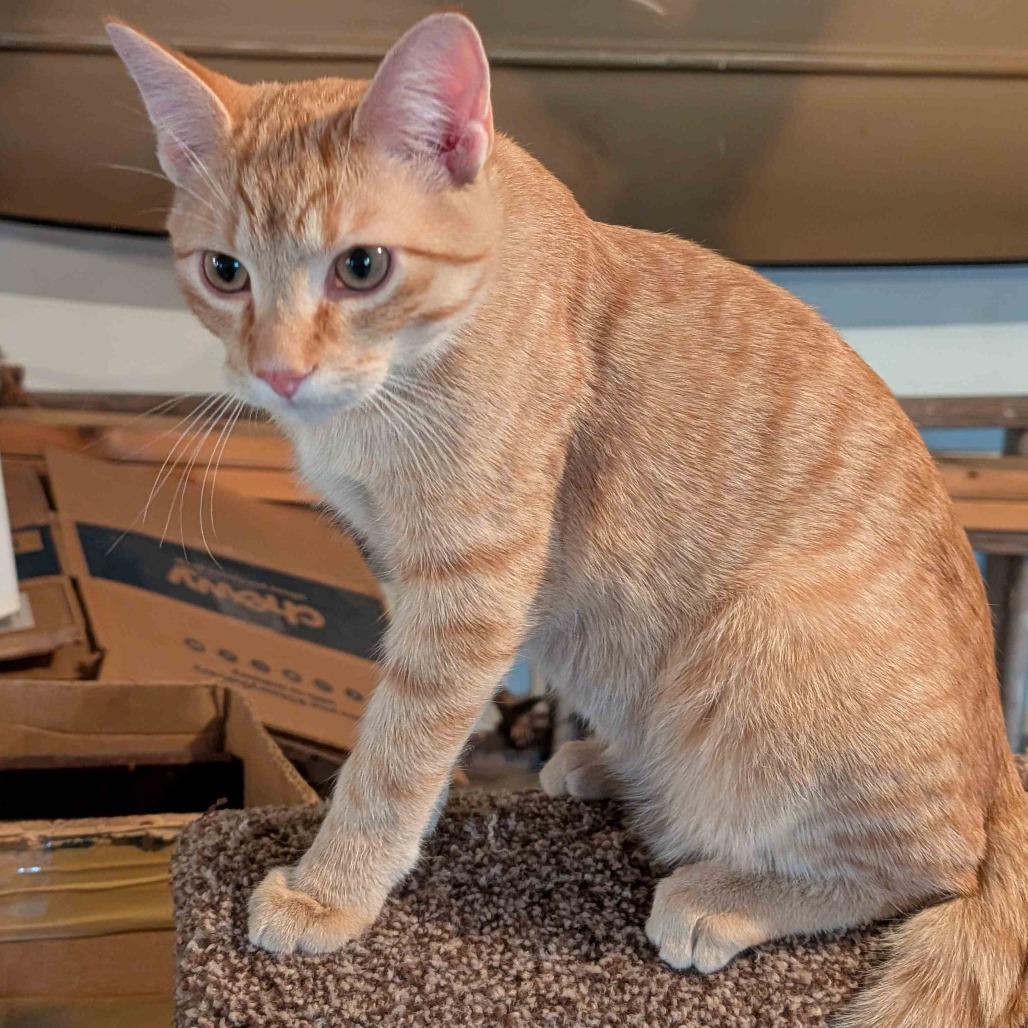 Velcro, a Adoptable Domestic Short Hair in Chaska, MN image 2/3