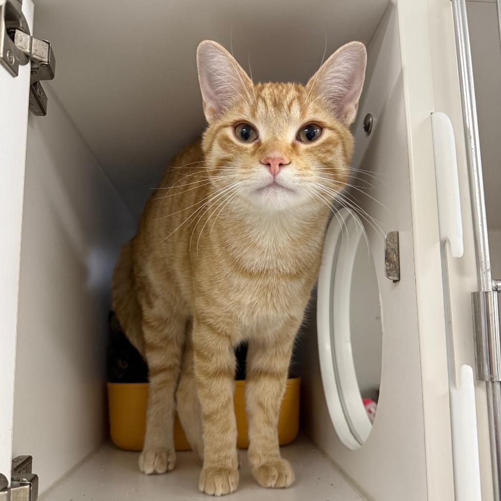 Velcro, a Adoptable Domestic Short Hair in Chaska, MN image 3/3