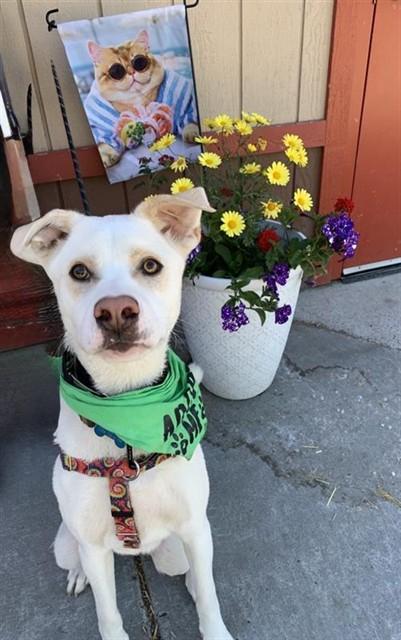 MAKO, Adoptable, Young Male Labrador Retriever & Mixed Breed.