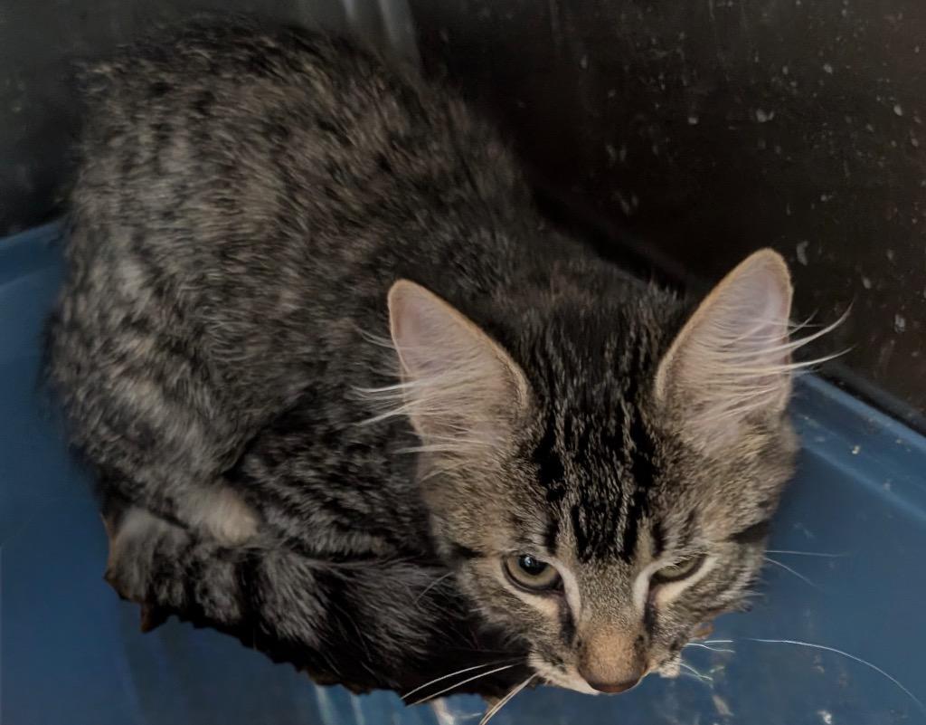 Samantha, Adoptable, Kitten Female Domestic Short Hair.