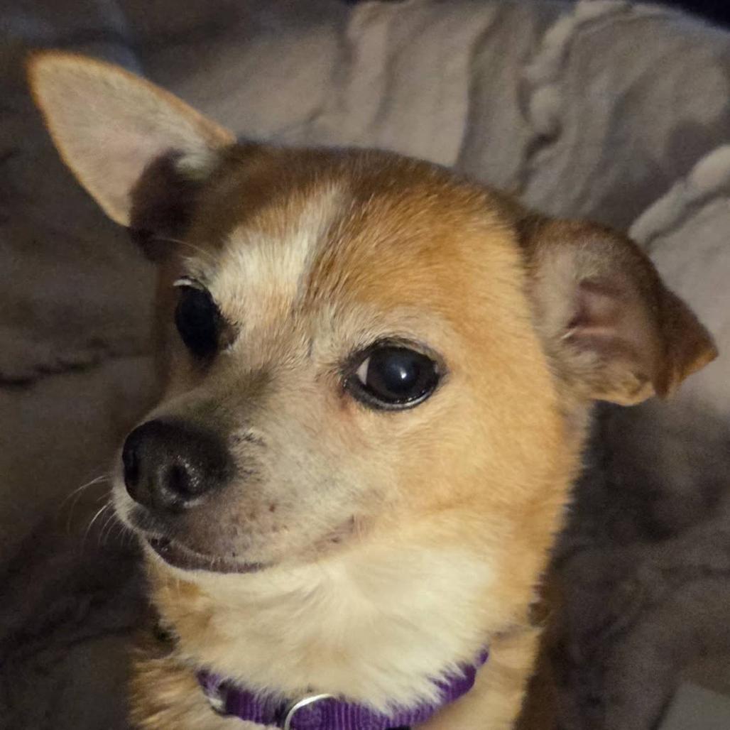 Bam Bam Chi, Adoptable, Senior Male Mixed Breed.