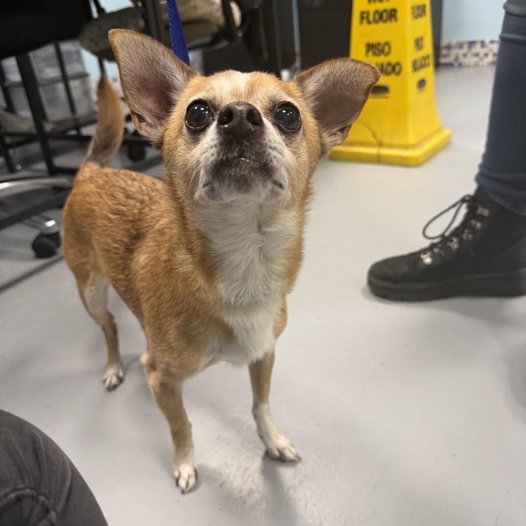 Enlarge Bam Bam Chi, a Adoptable Mixed Breed in Tunkhannock, PA image 2/6