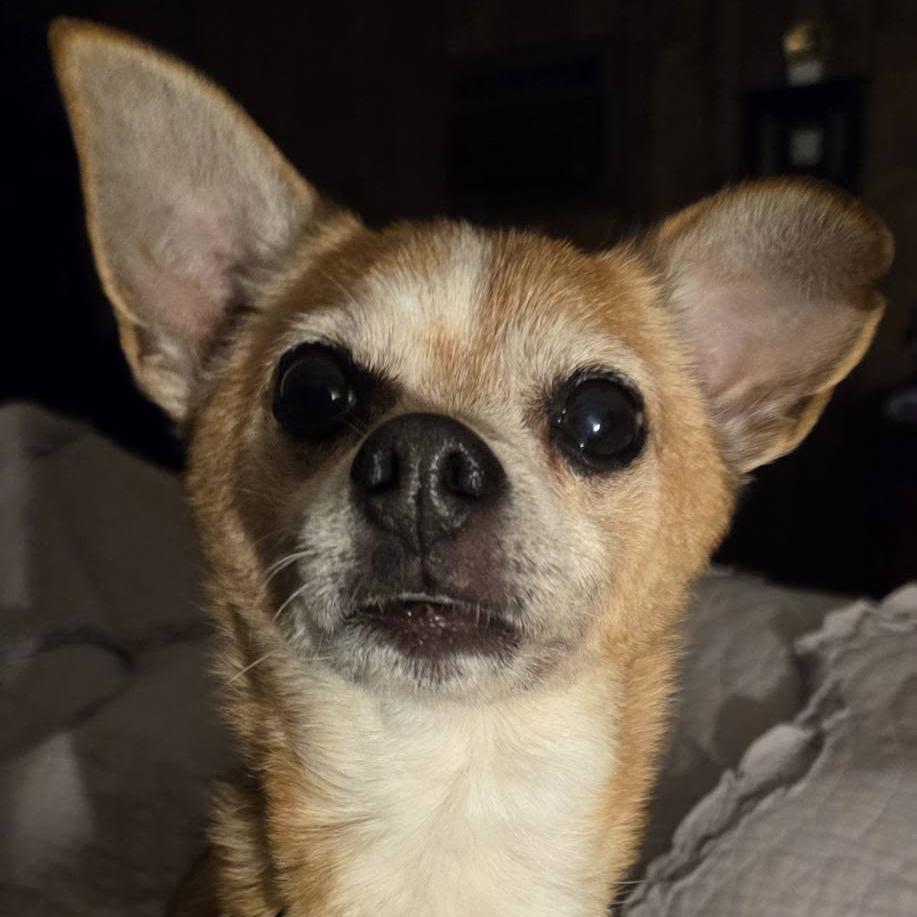 Enlarge Bam Bam Chi, a Adoptable Mixed Breed in Tunkhannock, PA image 3/6