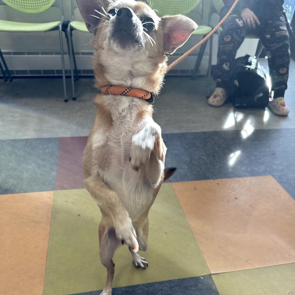 Enlarge Bam Bam Chi, a Adoptable Mixed Breed in Tunkhannock, PA image 4/6