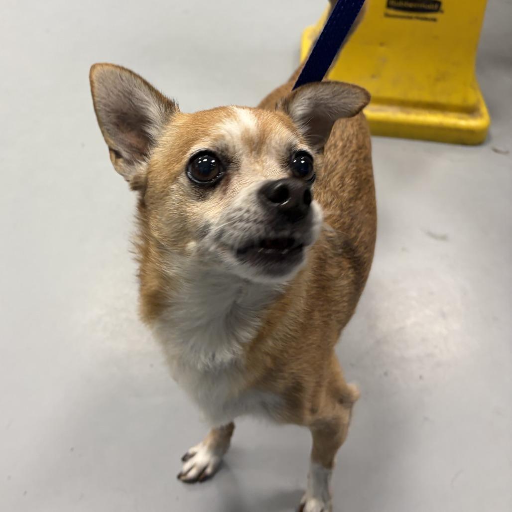 Enlarge Bam Bam Chi, a Adoptable Mixed Breed in Tunkhannock, PA image 5/6