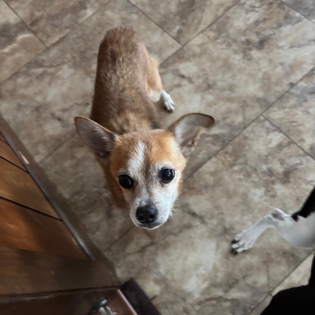 Enlarge Bam Bam Chi, a Adoptable Mixed Breed in Tunkhannock, PA image 6/6