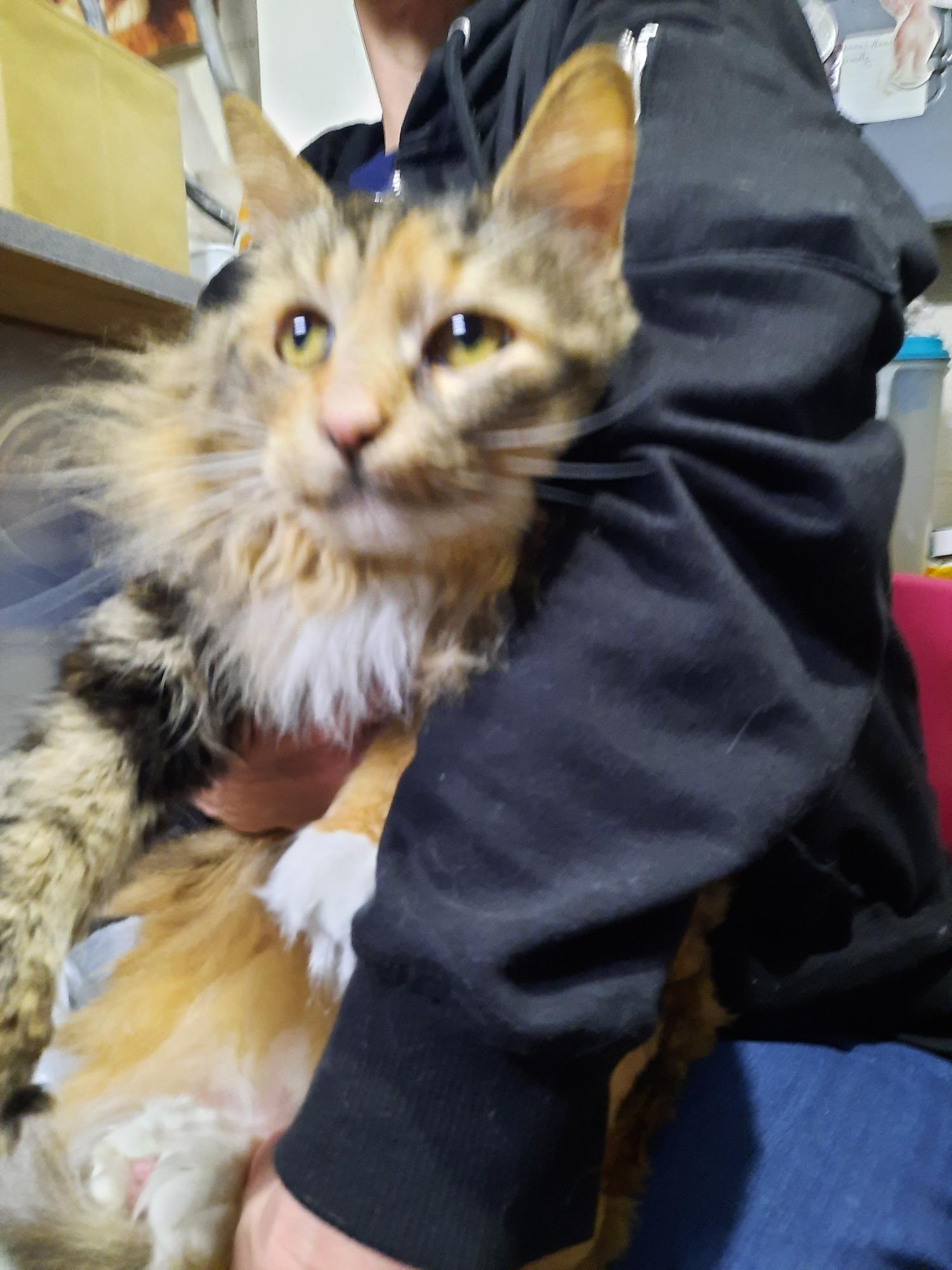 Carmel, an adoptable Domestic Long Hair in Log Lane Village, CO, 80705 | Photo Image 1