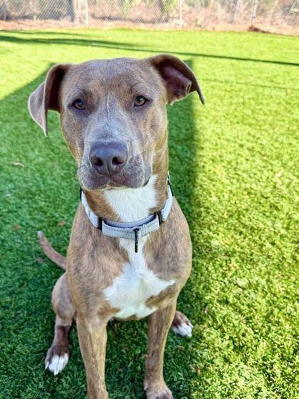 Gretchen - 1, Adoptable, Young Female Pit Bull Terrier & Mixed Breed.