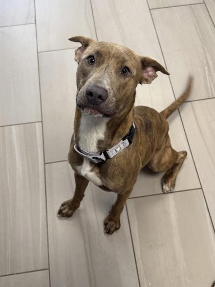 Gretchen - 1, Adoptable, Young Female Pit Bull Terrier & Mixed Breed.