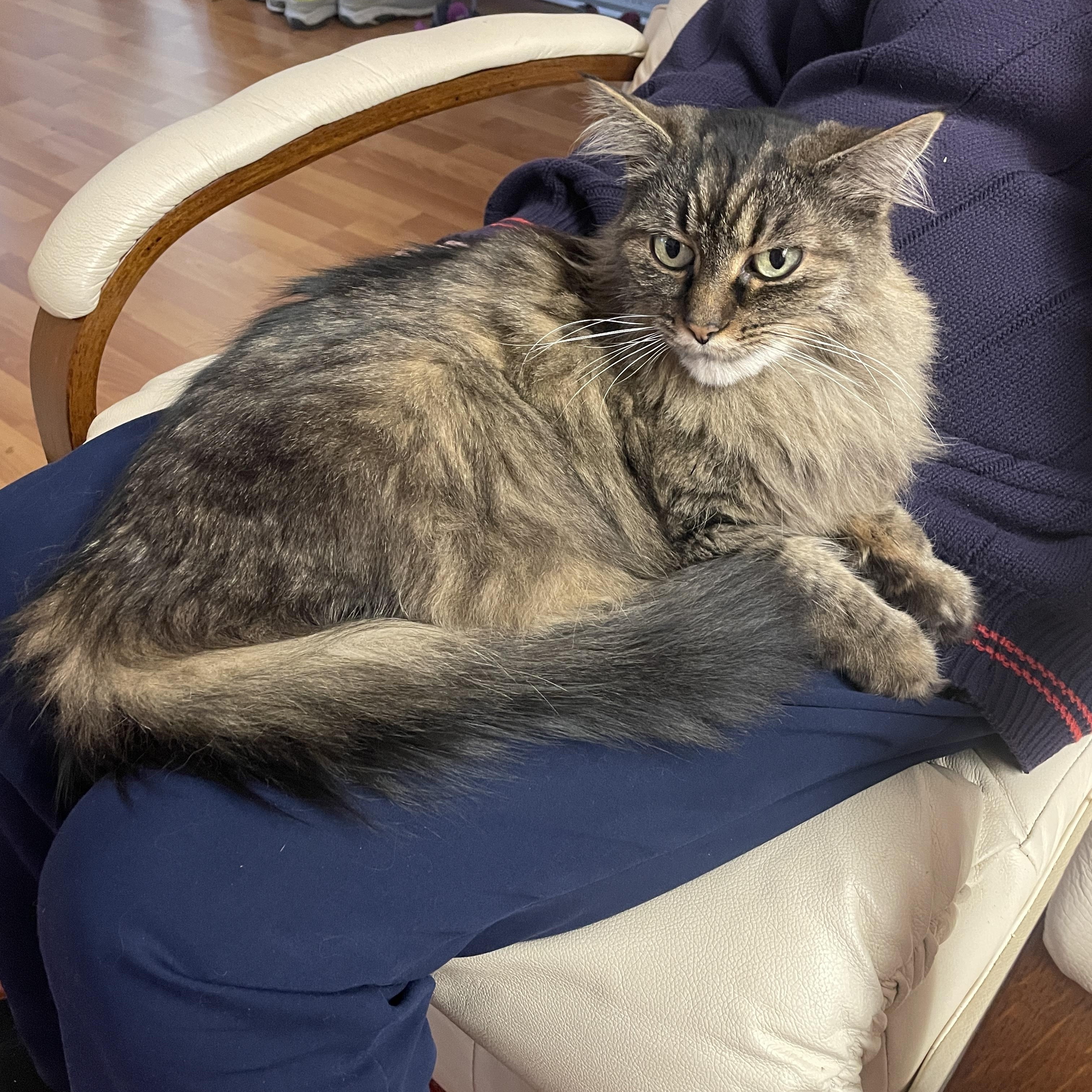 Miss Kitty, a ADOPTABLE Domestic Long Hair in Salt Spring Island, BC image 3/4