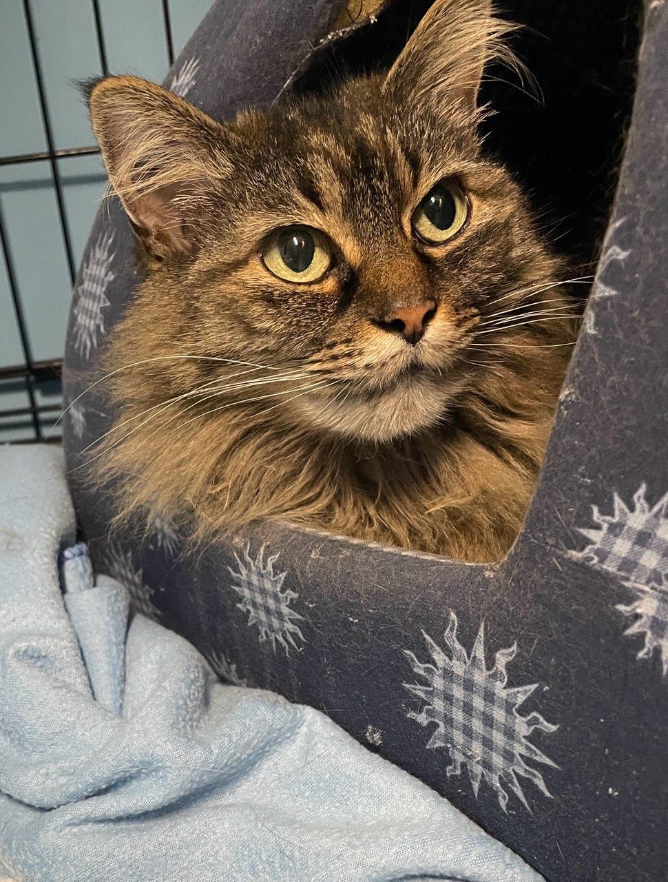 Miss Kitty, a ADOPTABLE Domestic Long Hair in Salt Spring Island, BC image 2/4