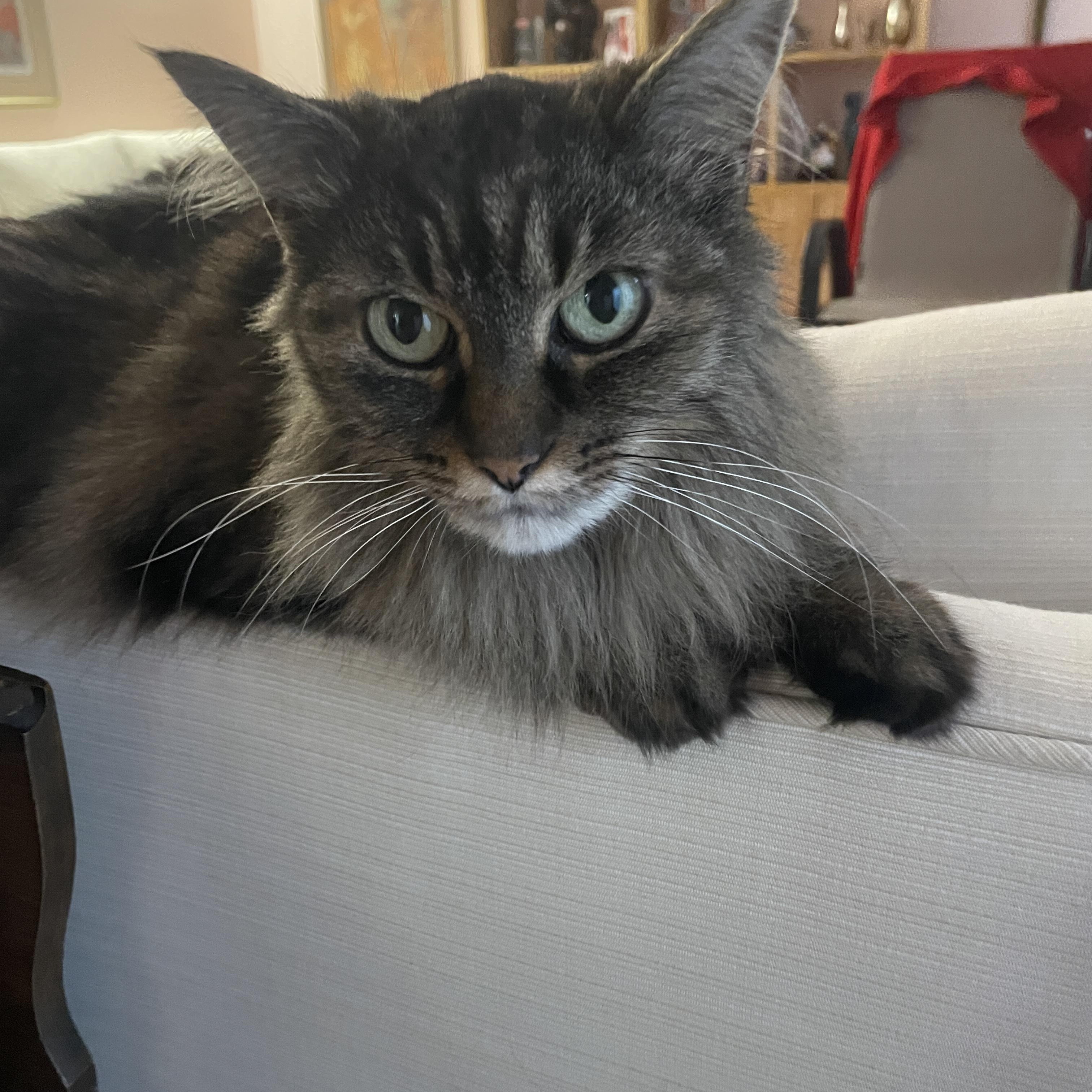 Miss Kitty — thumbnail 3