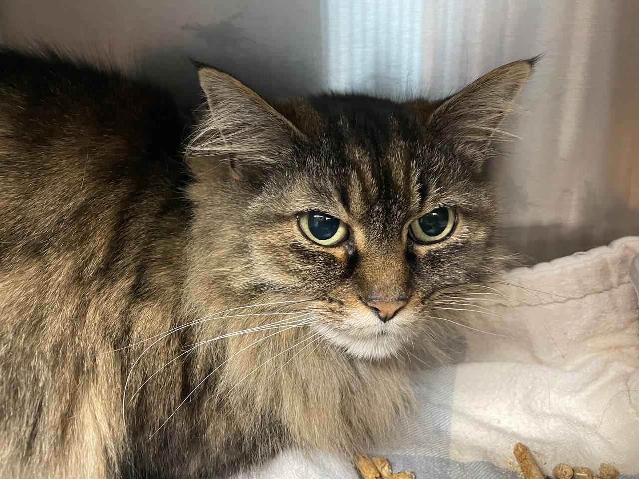 Miss Kitty, a ADOPTABLE Domestic Long Hair in Salt Spring Island, BC image 1/4