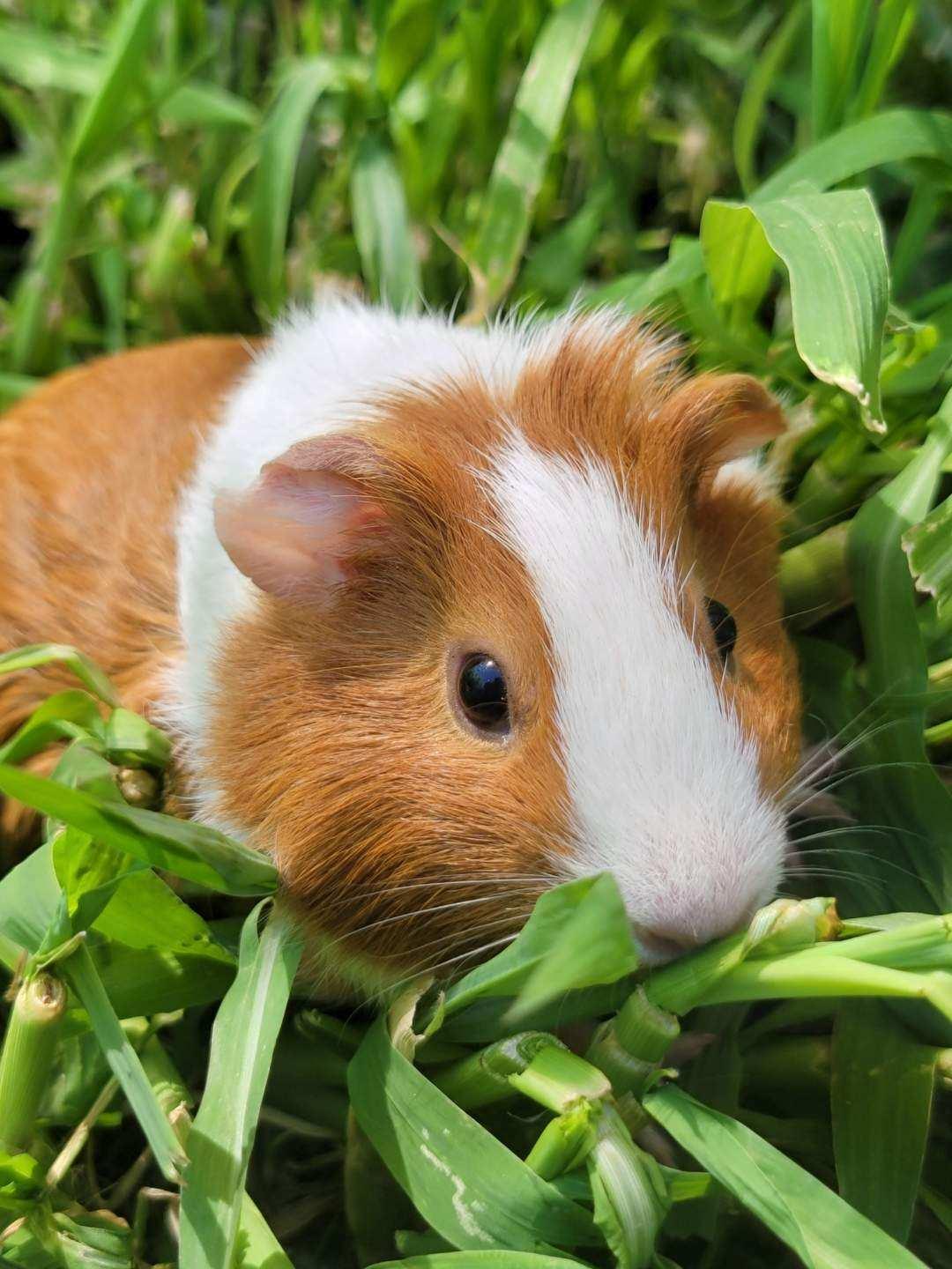 Daisy, a Adoptable Guinea Pig in Washoe Valley, NV image 2/2