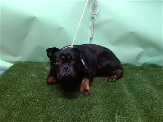 REINA, Adoptable, Young Female Rottweiler & Staffordshire Bull Terrier.