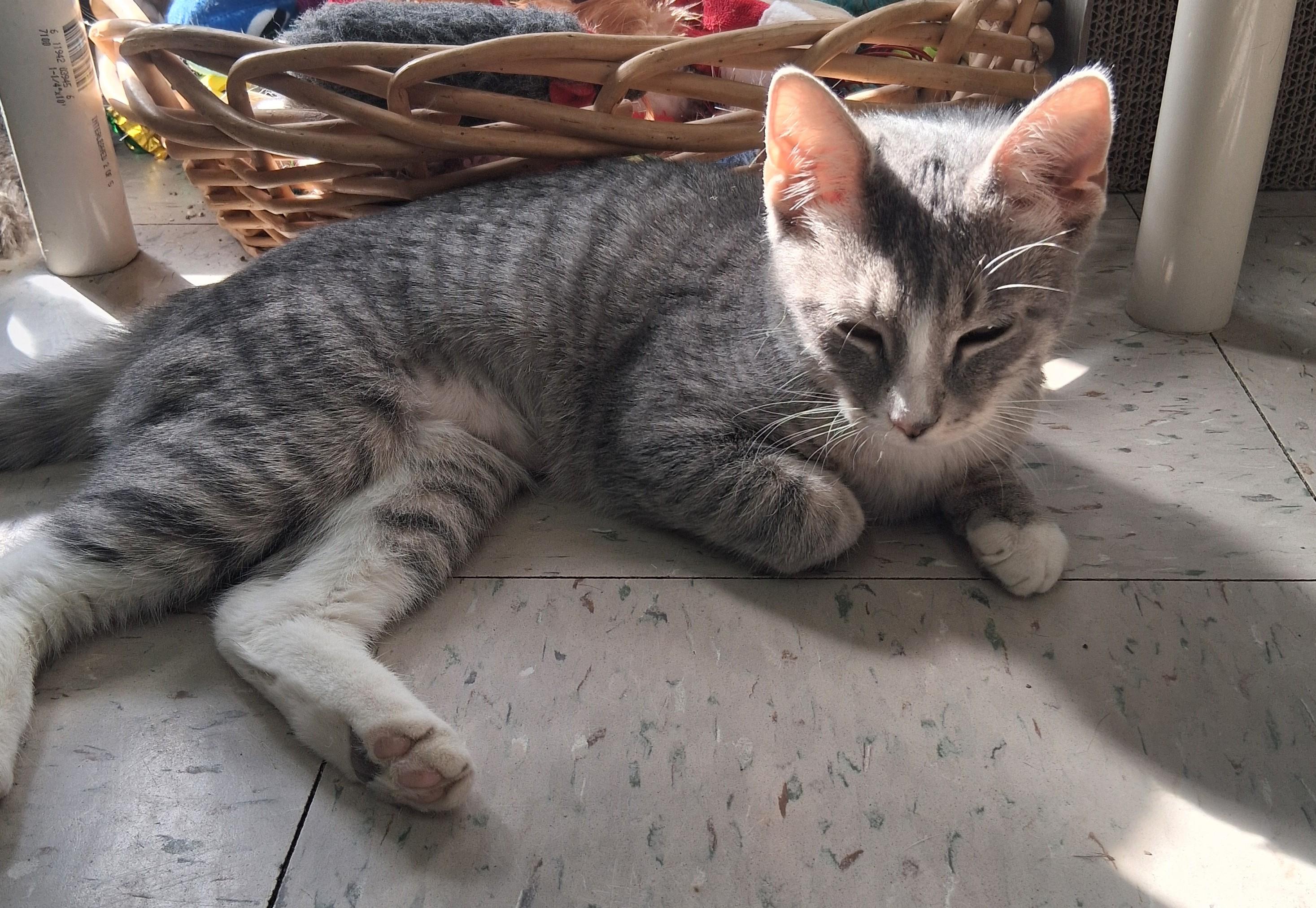 Enlarge Seirra, an adopted Domestic Short Hair in Onley, VA image 2/4