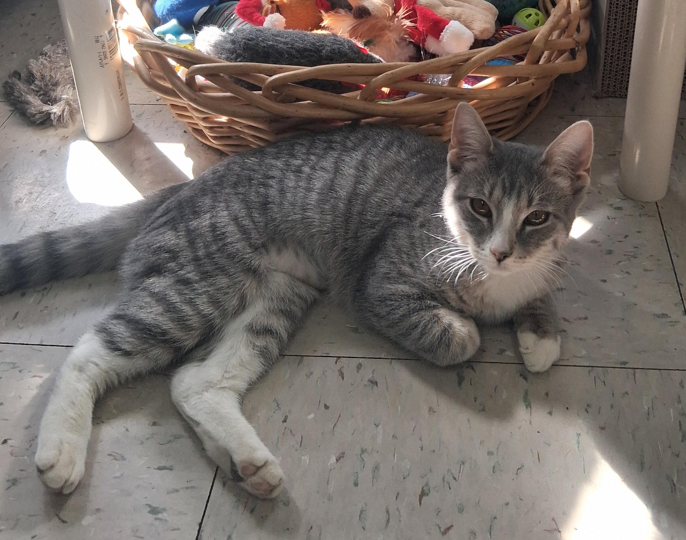 Enlarge Seirra, an adopted Domestic Short Hair in Onley, VA image 4/4