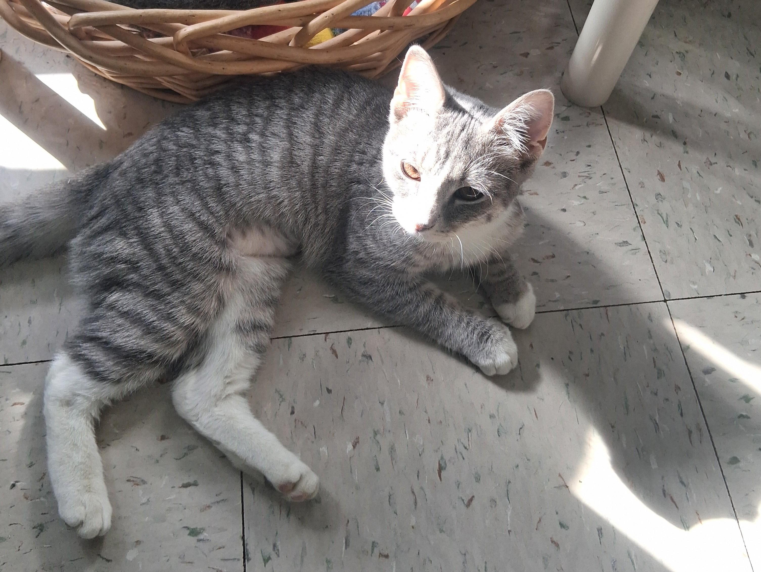 Seirra, adopted, Kitten Female Domestic Short Hair.