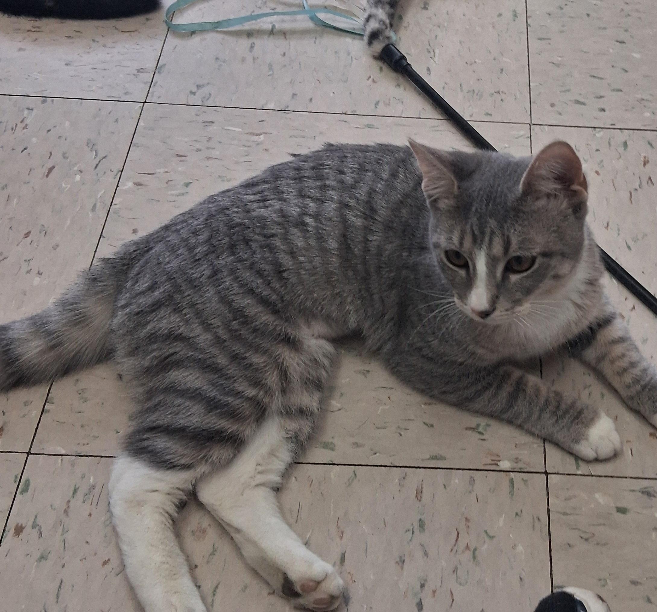 Enlarge Seirra, an adopted Domestic Short Hair in Onley, VA image 3/4