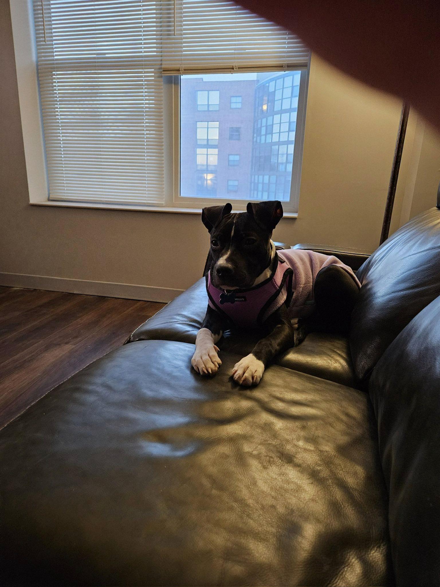 Hope, a Adoptable mixed breed in Mchenry, IL image 5/5
