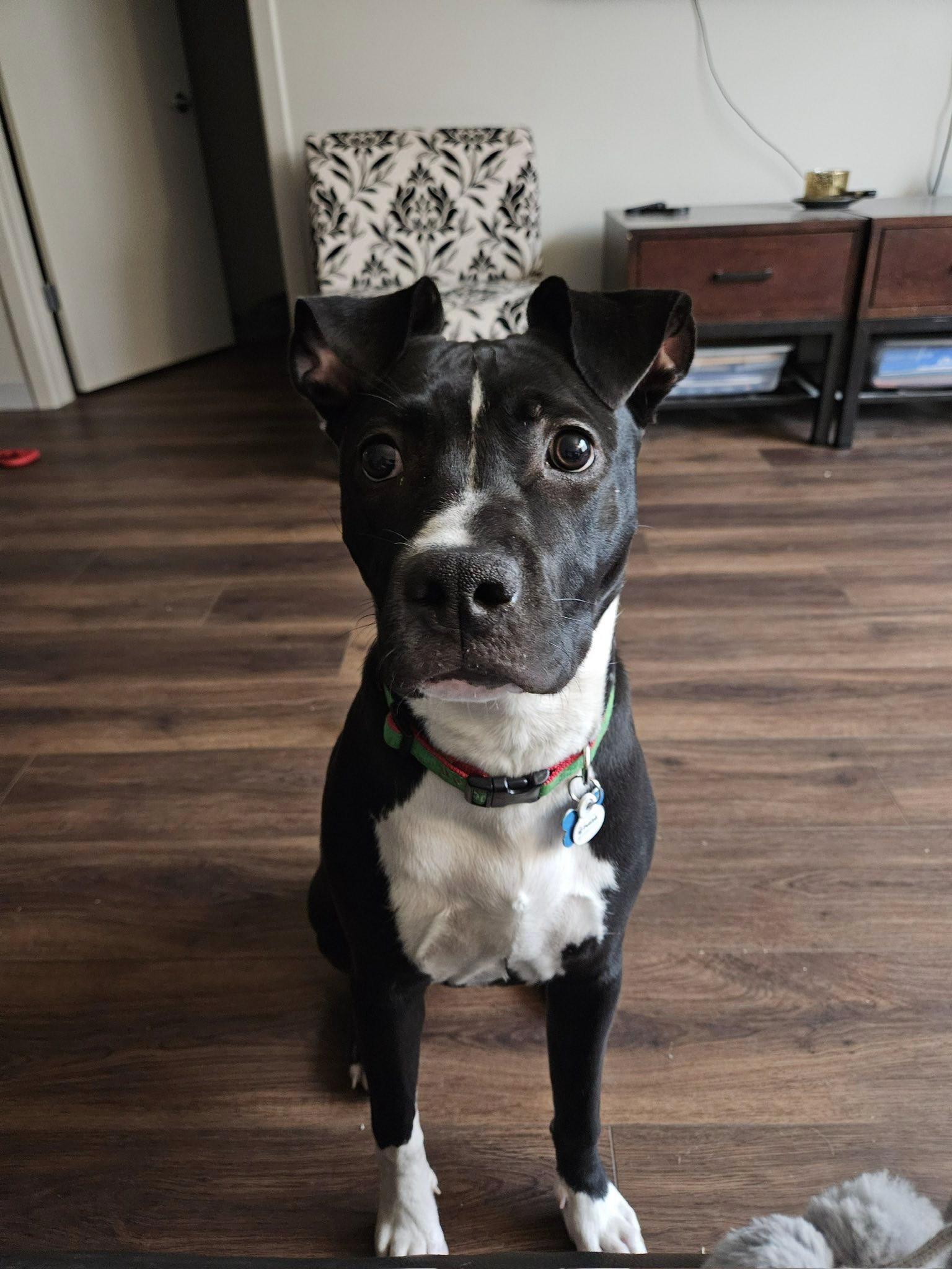 Hope, Adoptable, Young Female Terrier.