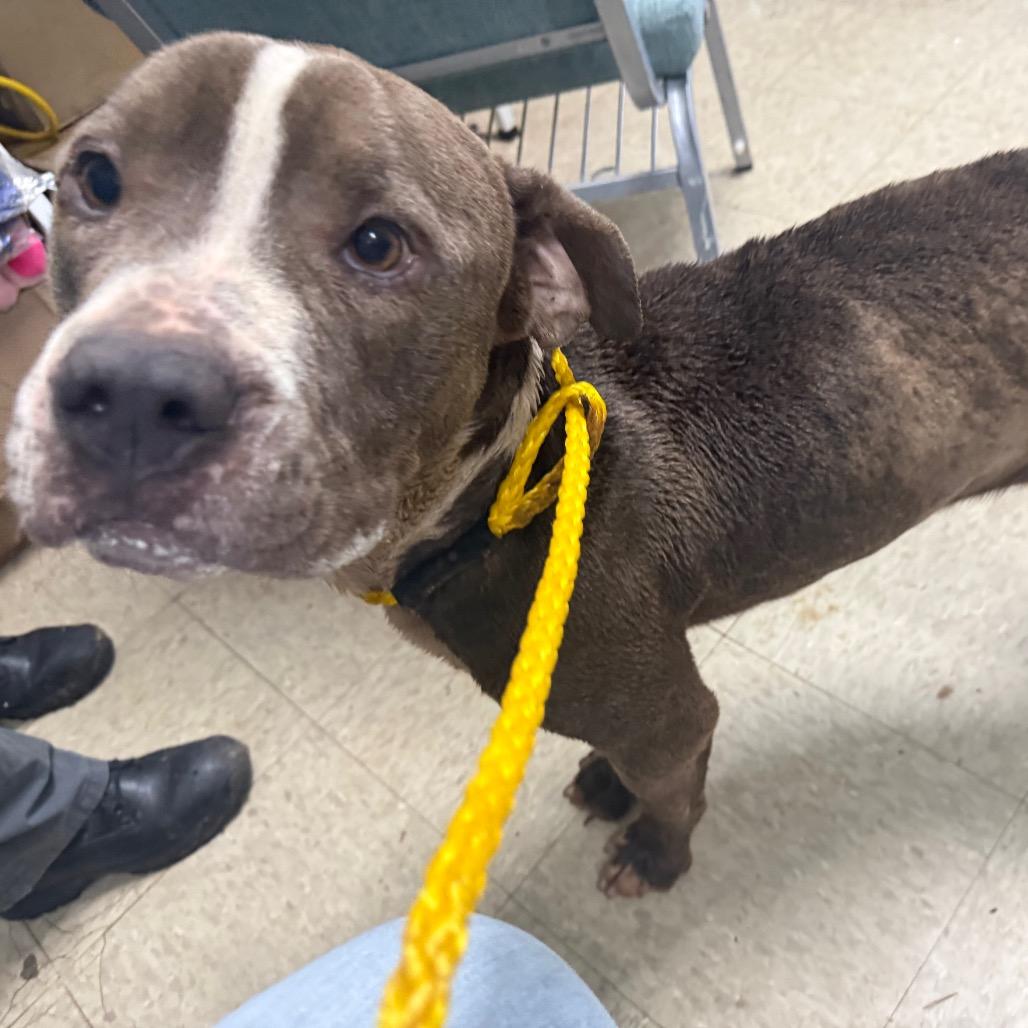 Winston, Adoptable, Adult Male English Bulldog.