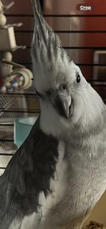 Enlarge Chewie, an adopted Cockatiel in Alexander, NC image 2/2