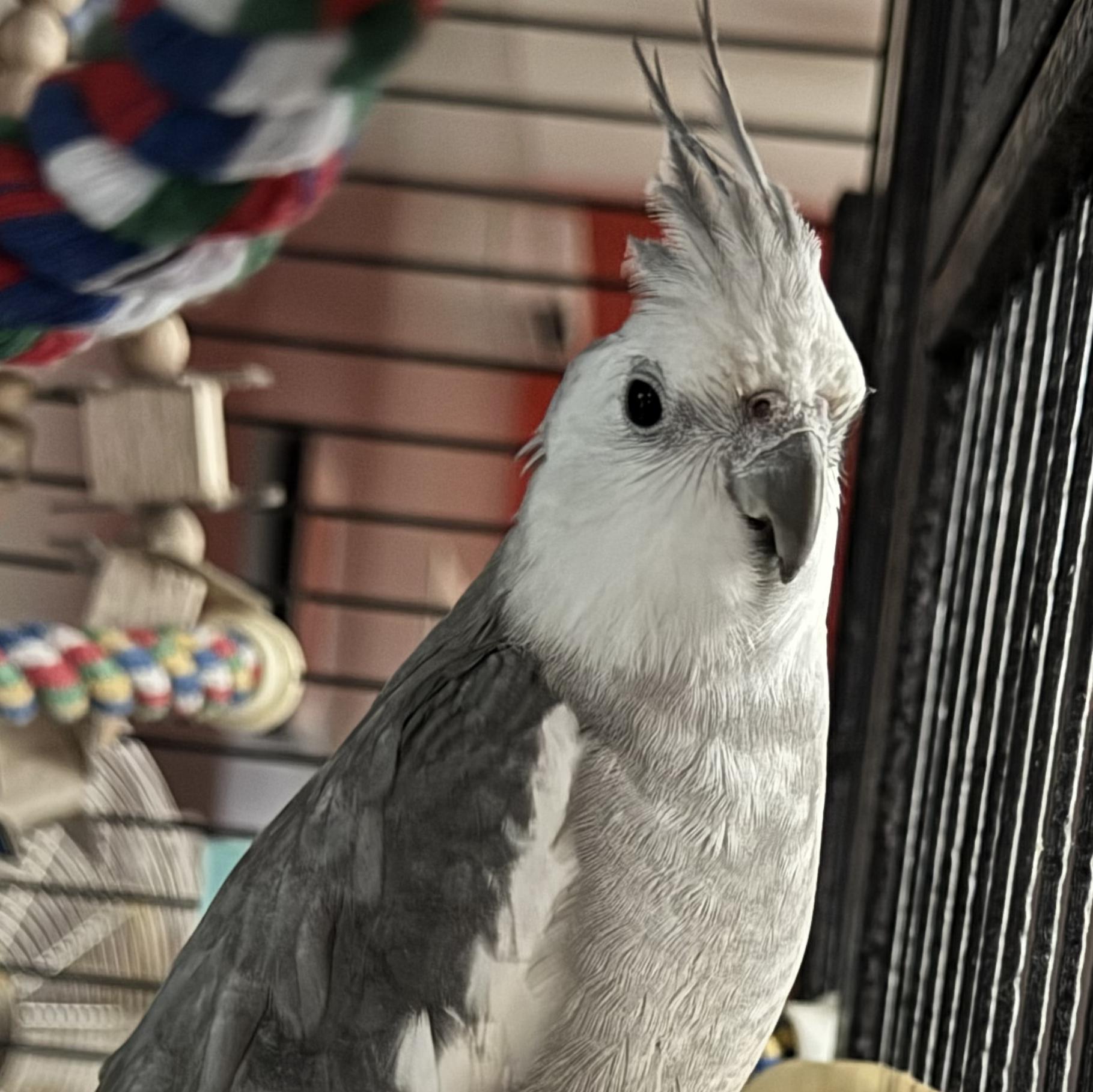 Chewie, adopted, Adult Male Cockatiel.