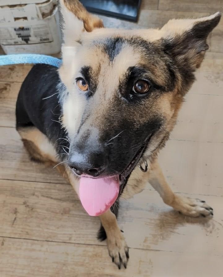 Kaia, an adopted German Shepherd Dog in Brainerd, MN image 3/5