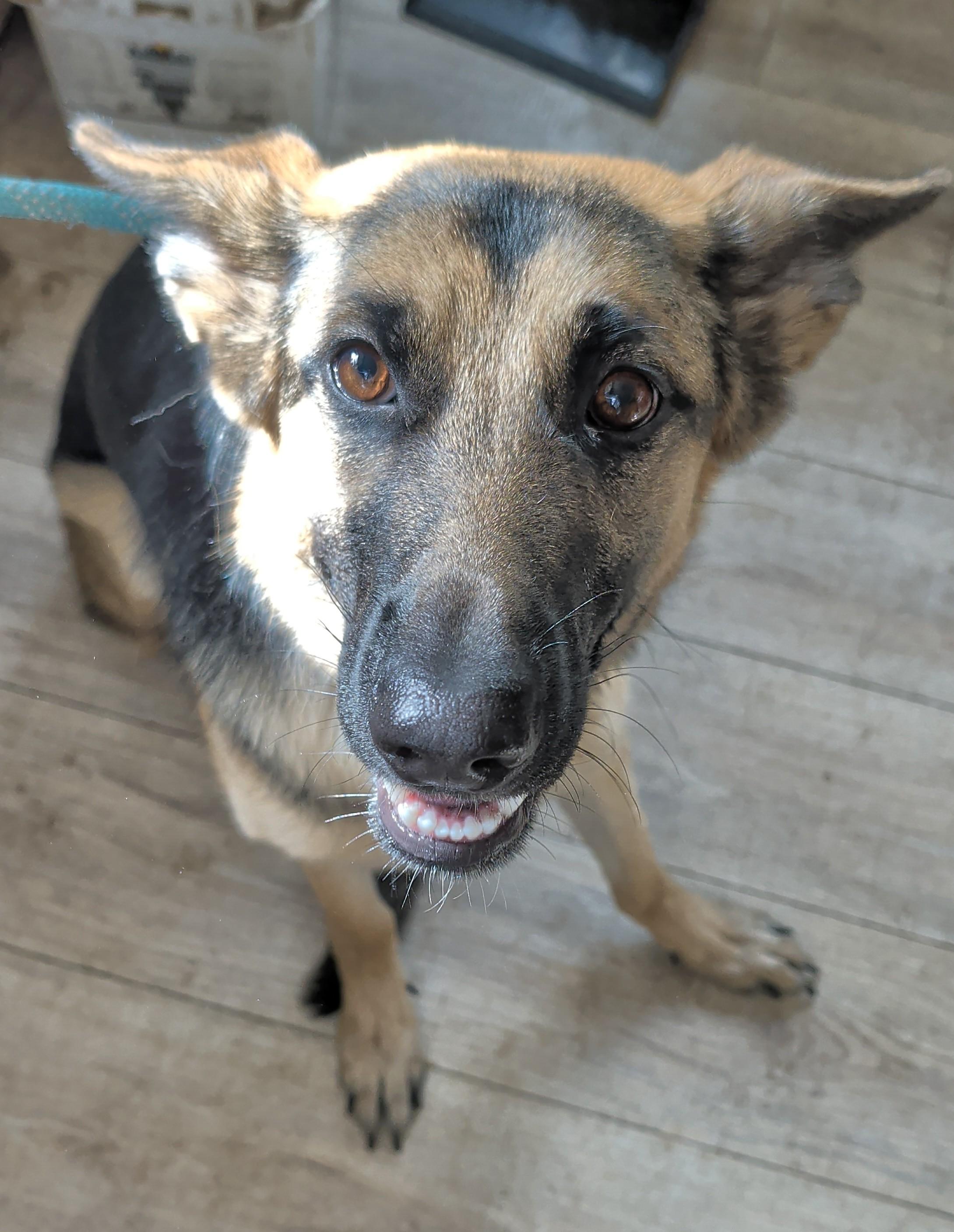Kaia, an adopted German Shepherd Dog in Brainerd, MN image 5/5