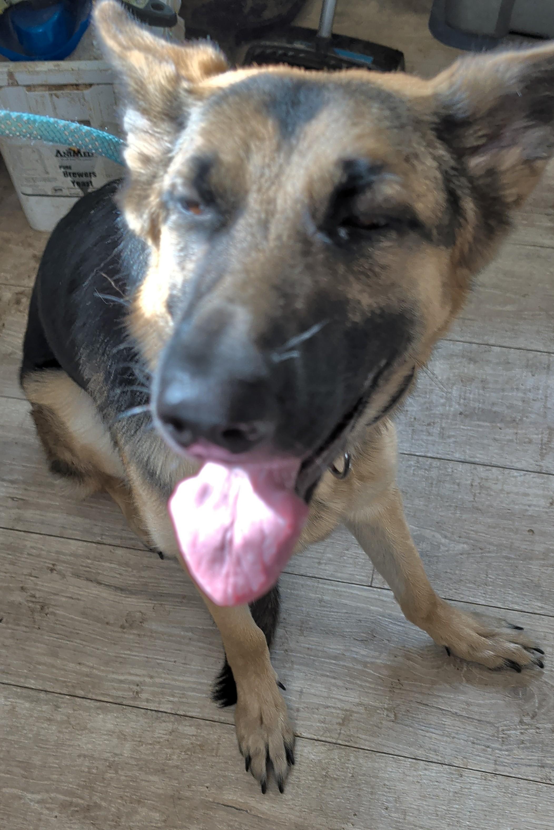 Kaia, adopted, Young Female German Shepherd Dog.