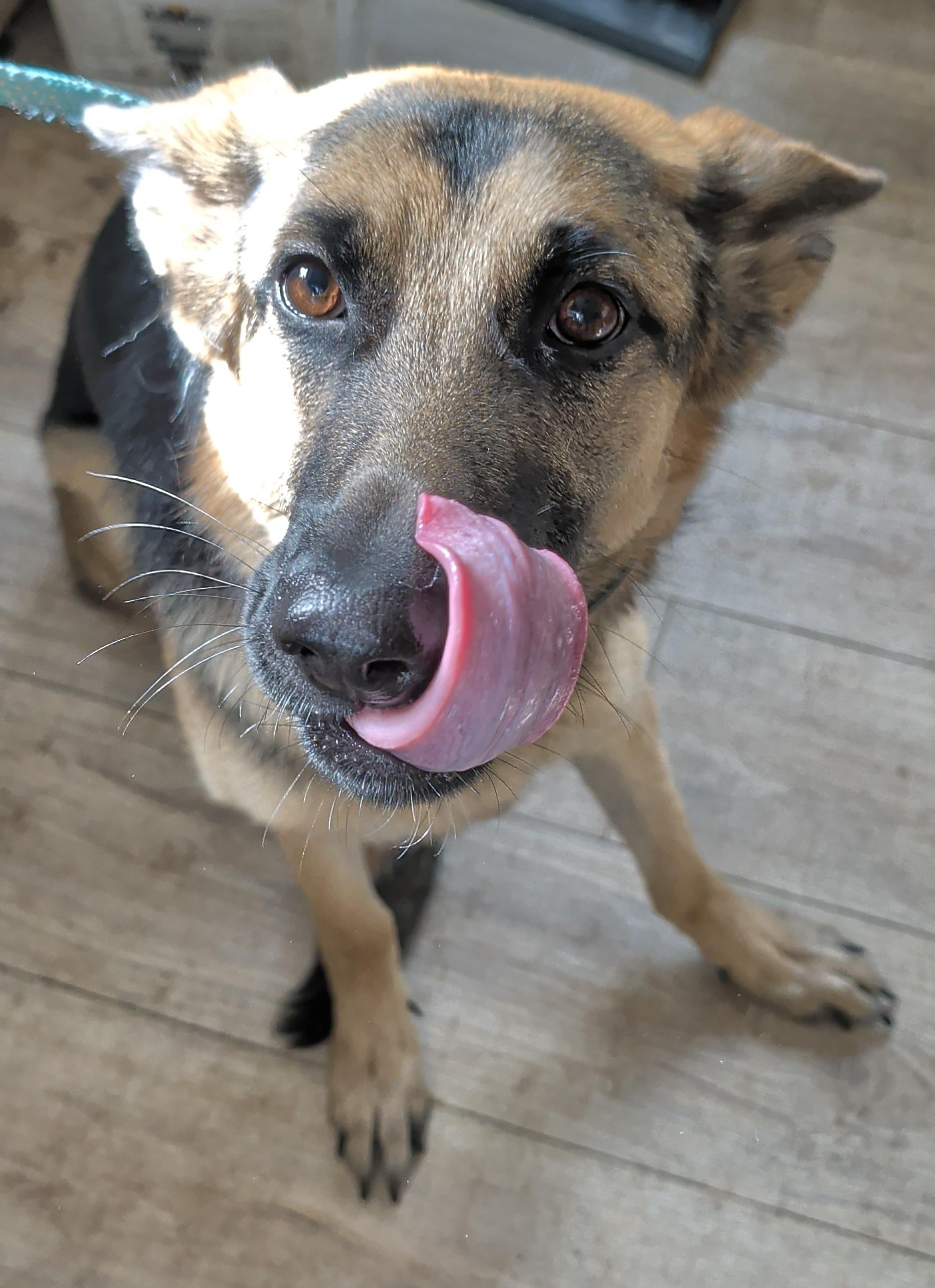 Kaia, an adopted German Shepherd Dog in Brainerd, MN image 4/5